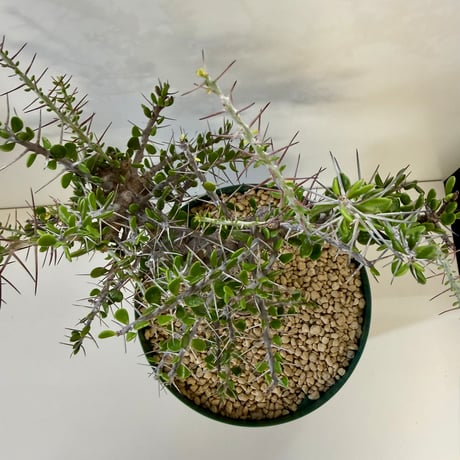 159、Alluaudia comosa