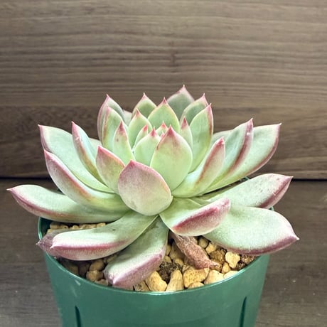 78、Echeveria ’CS-NO-08’ ’コロラータ旧来型’
