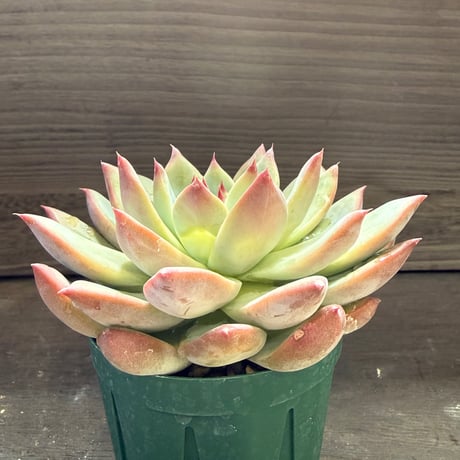 83、Echeveria lindsayana
