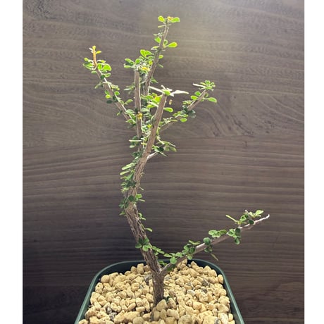 43、Euphorbia denisii