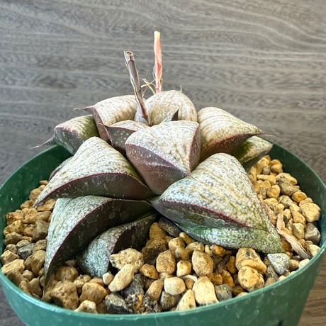 83、Haworthia スプレンデンス