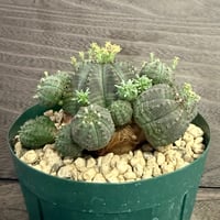 123、Euphorbia obesa f.prolifera