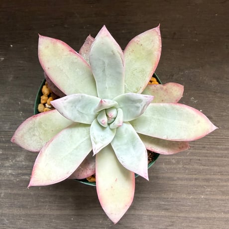 63、Echeveria ’CS-NO-09’ ’Alps’
