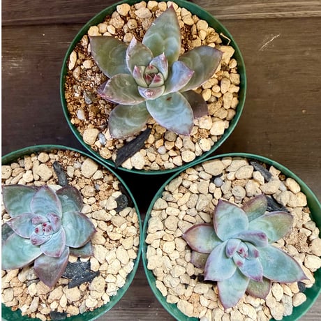 88、Echeveria ’CS-NO-10’ ’CPS02’