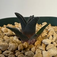 148、Haworthia sordida var.lavranii