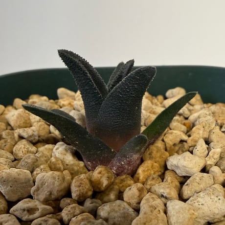 148、Haworthia sordida var.lavranii