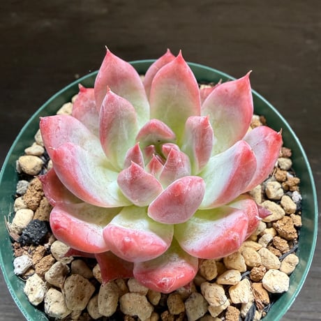 59、Echeveria colorata ’Autentica’
