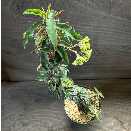 85、Euphorbia didiereoides