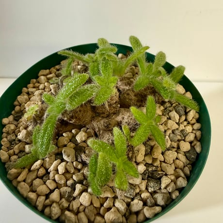 149、Primulina papillosa