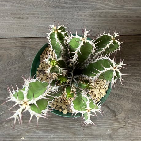 58、Euphorbia mlanjeana