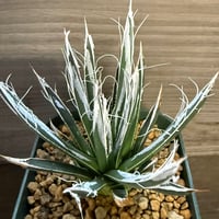 33、Agave ’樹氷’