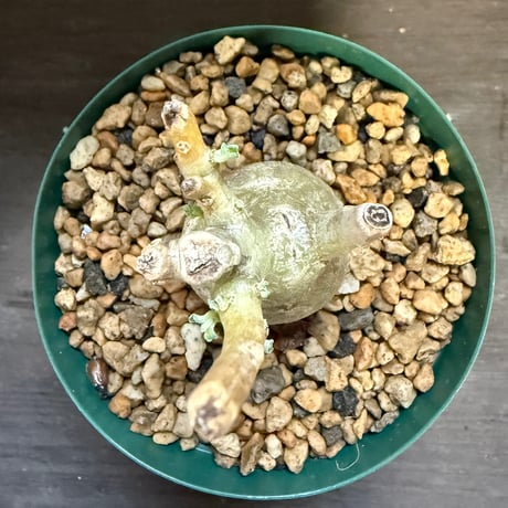 35、Pterodiscus makatiniensis
