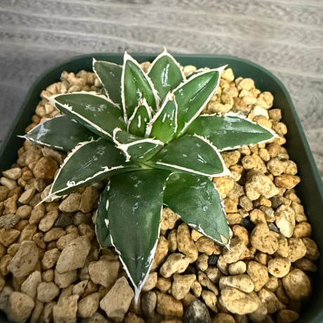 106、Agave ‘王妃笹の雪A型‘