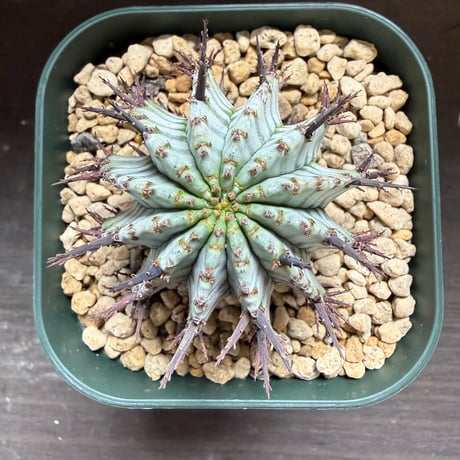 41、Euphorbia horrida ’宇田ゼブラ’