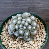 87、Blossfeldia 松露玉（接木）