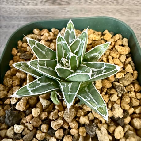 90、Agave 姫笹の雪