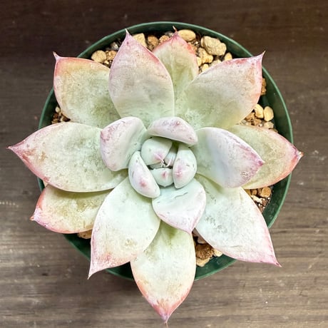90、Echeveria colorata ’Roof’