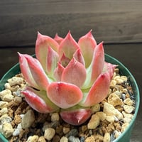 58、Echeveria colorata ’Autentica’