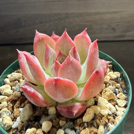 58、Echeveria colorata ’Autentica’
