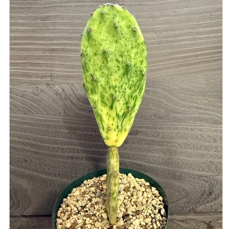 126、Opuntia vulgaris variegata ’rainbow’