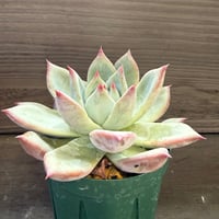 84、Echeveria ’CS-NO-13’ ’lindsayana×Super White’