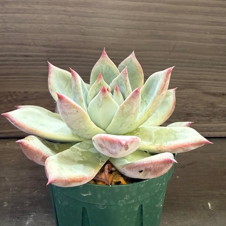 84、Echeveria ’CS-NO-13’ ’lindsayana×Super White’
