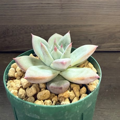 73、Echeveria ’CS-NO-01’ ’Super White’