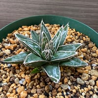 104、Agave 笹の雪’NO-03’