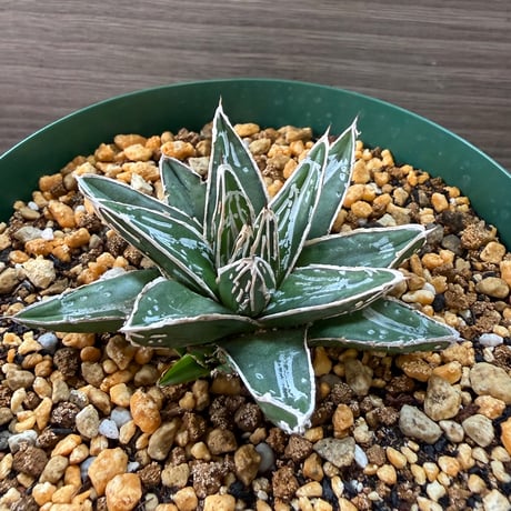 104、Agave 笹の雪’NO-03’
