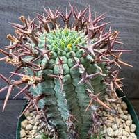68、Euphorbia 群星冠（メス）