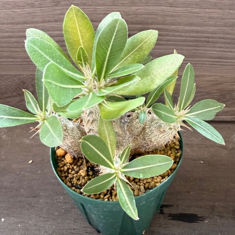 98、Pachypodium horombense