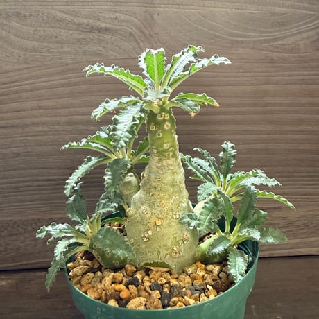 18、Dorstenia lavrani