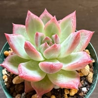 9、Echeveria colorata ’Desert Harmony’（実）