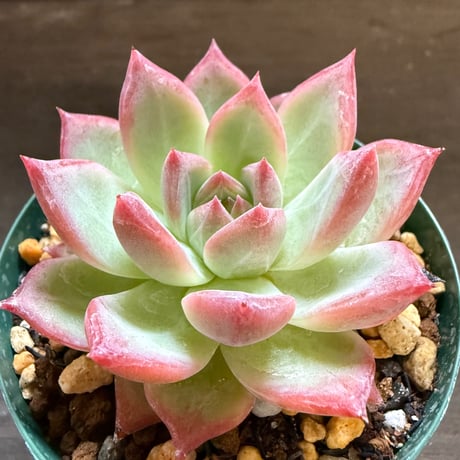 9、Echeveria colorata ’Desert Harmony’（実）