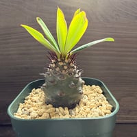 42、Euphorbia pachypodioides
