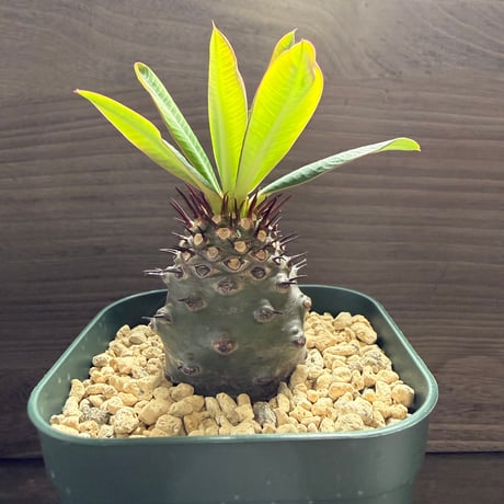 42、Euphorbia pachypodioides