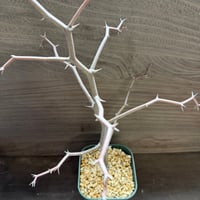 56、Decarya madagascariensis