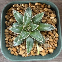 43、Agave ‘王妃笹の雪A型‘