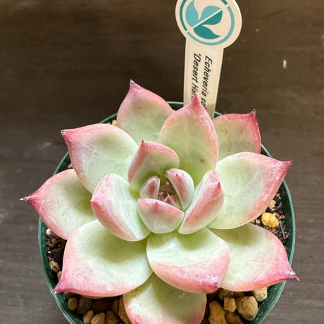 8、Echeveria colorata ’Desert Harmony’（実）