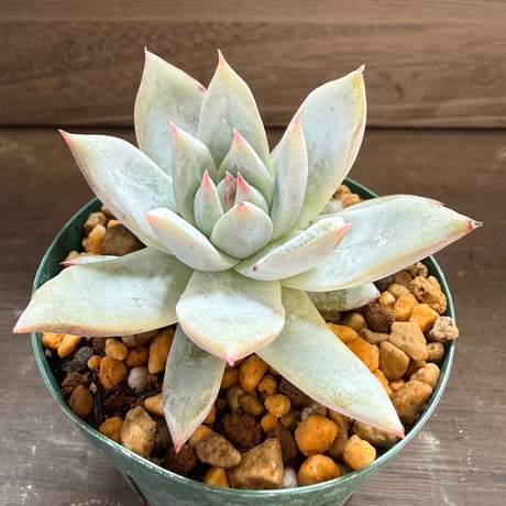 66、Echeveria ’CS-NO-11’ ’CPS02×Wildcolorata’