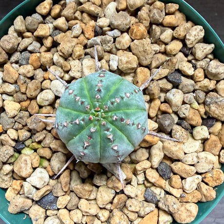 37、Euphorbia pillansii
