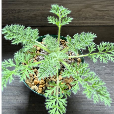 29、Pelargonium appendiculatum