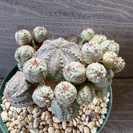 69、Euphorbia ‘オベサグロー‘