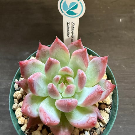 19、Echeveria colorata ’Autentica’（実）