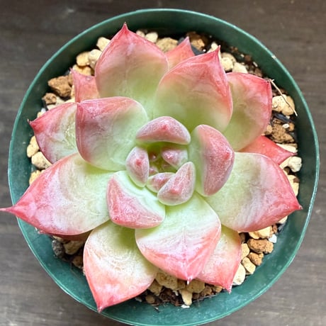 18、Echeveria colorata ’Autentica’（実）