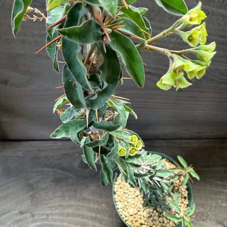 85、Euphorbia didiereoides
