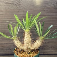 101、Pachypodium rosulatum var.gracilius