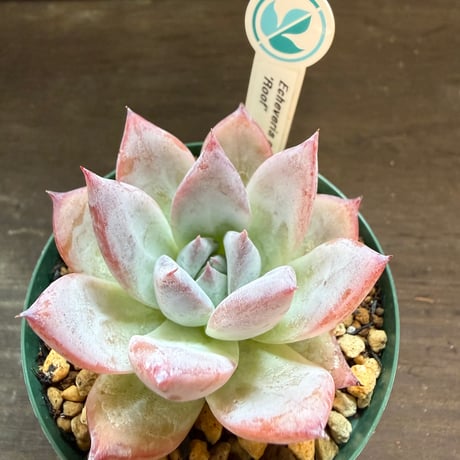 14、Echeveria colorata ’Roof’（実）