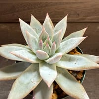 67、Echeveria ’CS-NO-11’ ’CPS02×Wildcolorata’
