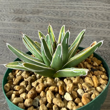 41、Agave 笹の雪錦（細葉タイプ）